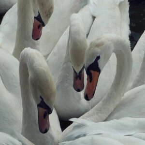 SOFT MORNING - pants